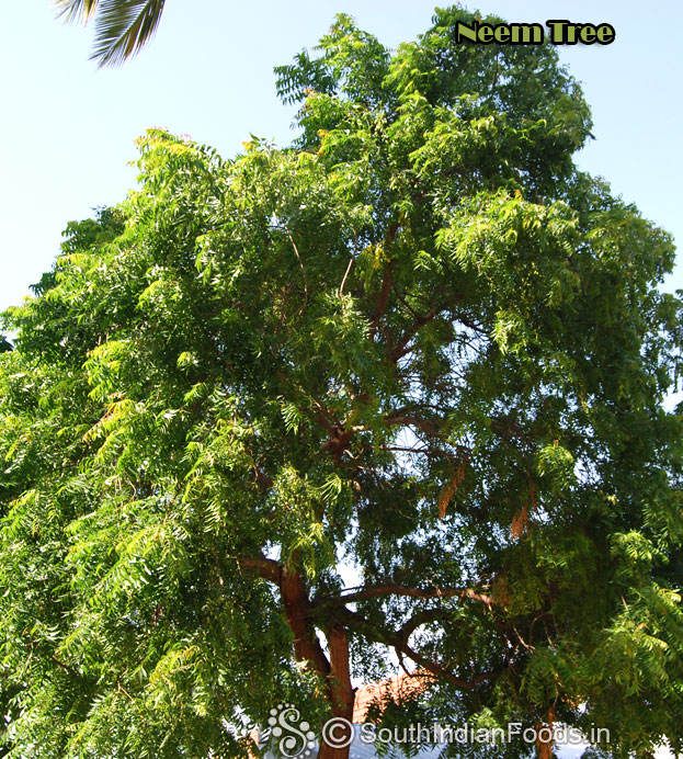 Big indian neem tree-Veppam maram