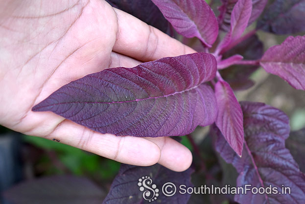 Red spinach leaf