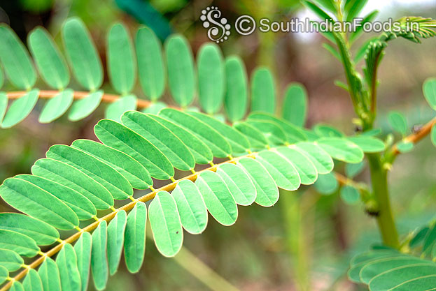 Agathi keerai poriyal  Hummingbird tree leaves stir fry 