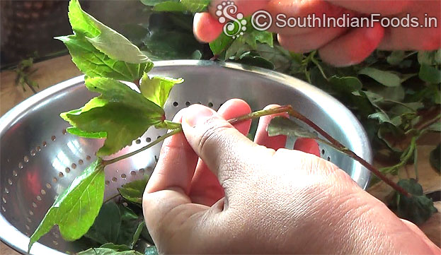 Pluck gongura from stems