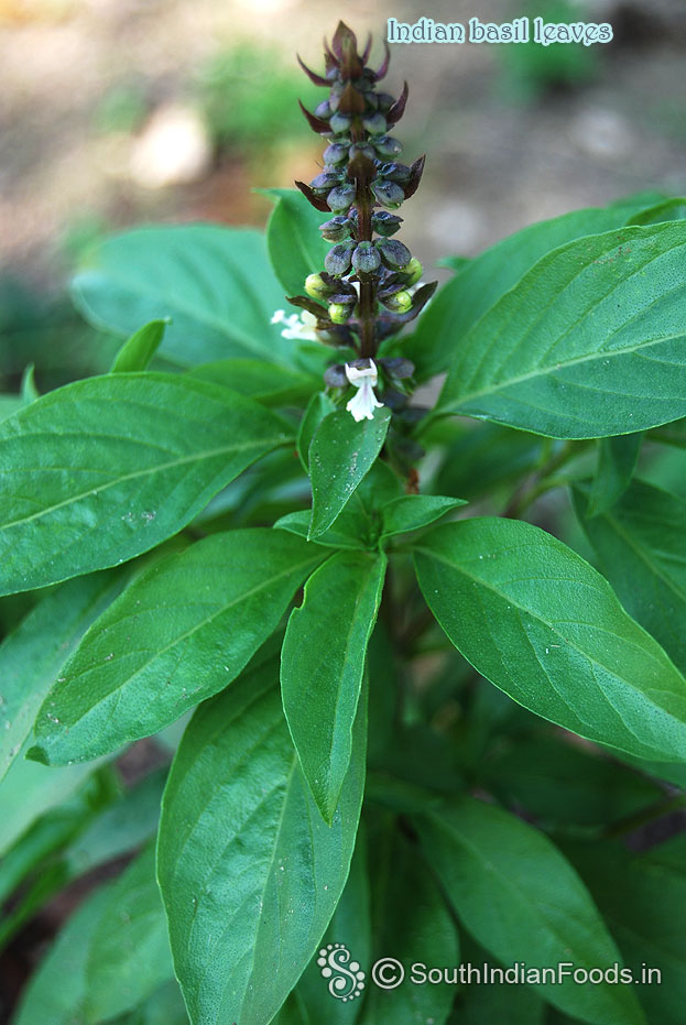 Indian basil leaves