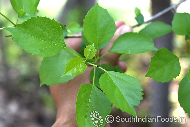 Minnai keerai leaf