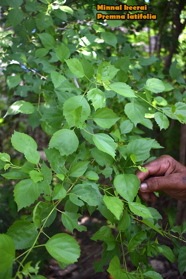 Minnal keerai tree