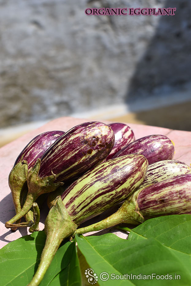 Organic eggplant