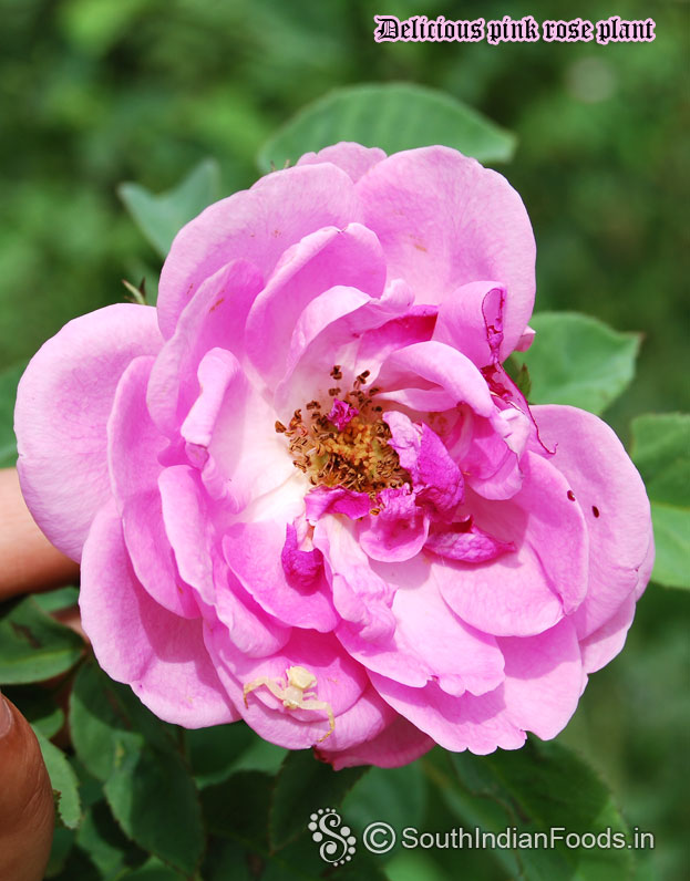 Delicious pink rose plant