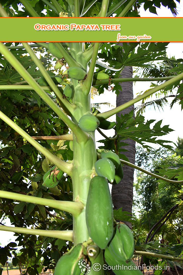 Organic papaya tree