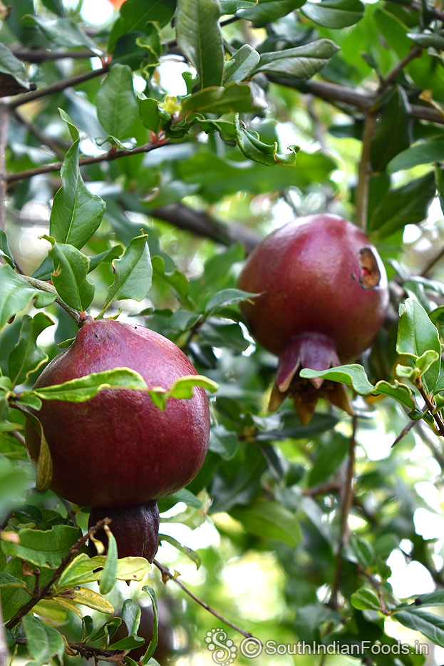Organic pomegranate