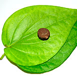 Betel leaf 