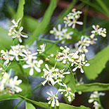 Fresh neem flower / Veppam poo