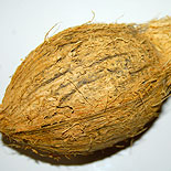 Whole Coconut 