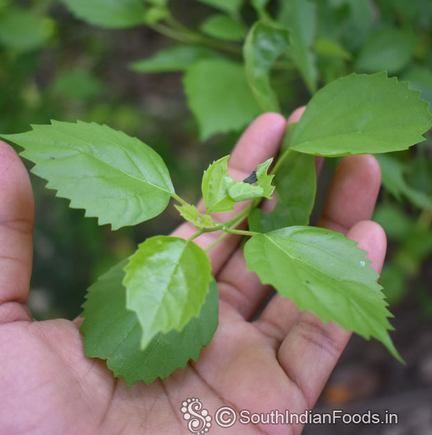 Soft and rich green leaves